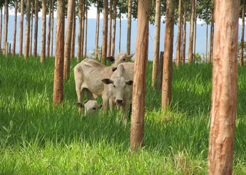 Nova planilha fortalece manejo de florestas em lavouras integradas 3 lavoura pecuaria 2