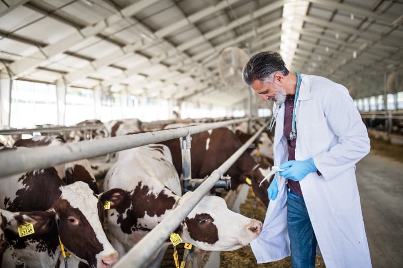 Melhoramento genético bovino impulsiona produção leiteira em Goiás 2 Melhoramento genético