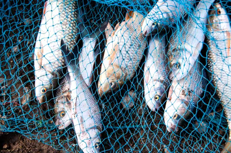 Mercado de pescados