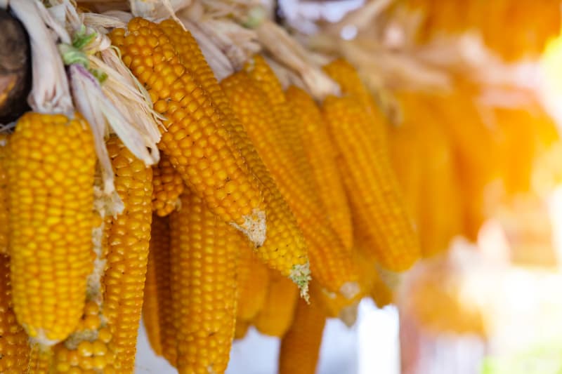Preços do milho para alimentação animal caem em várias regiões do país 3 Milho