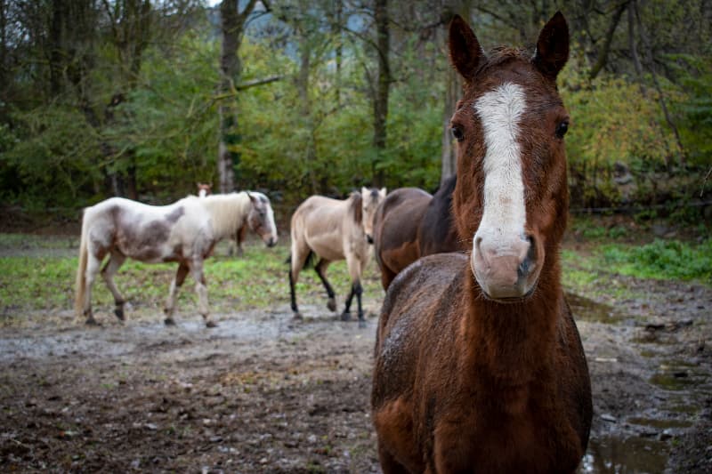 Contaminação em ração para cavalos provoca 245 mortes e mobiliza alerta sanitário no país 3 Morte de cavalos