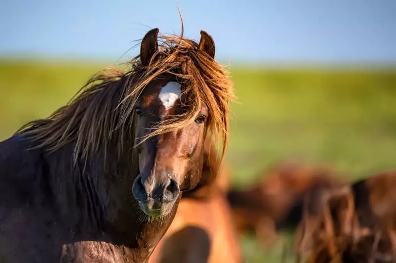 Ração com substância tóxica causa morte de 284 cavalos e tem produção suspensa 3 Morte de equinos