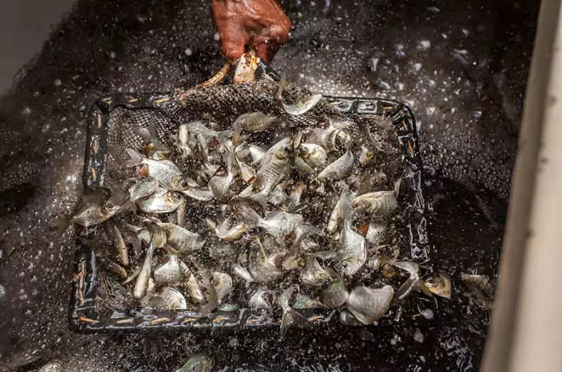 óleos essenciais no combate a parasitas