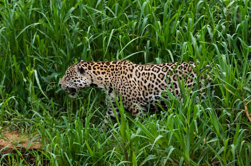 Goiás entra em estado de alerta após ataques de onças em propriedades rurais 2 Onça