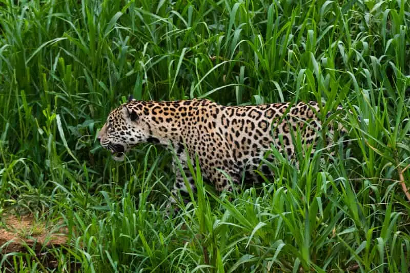 Onça