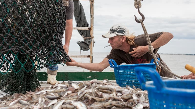 Pescados brasileiros