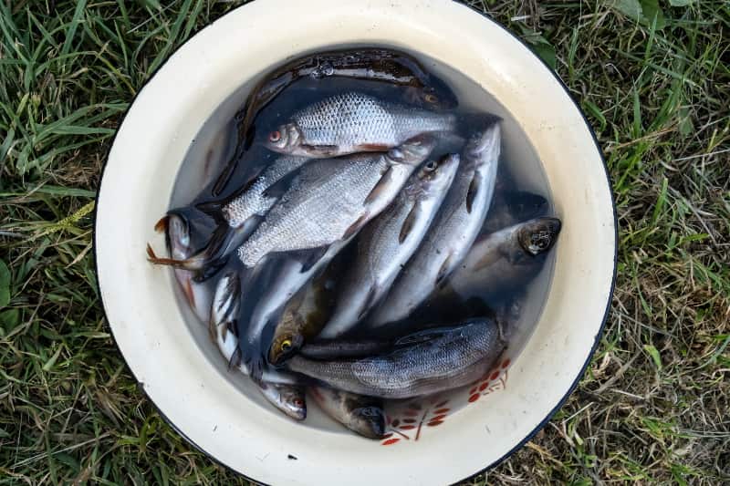Setor de pescados alerta para impacto de nova tarifa dos EUA nas exportações brasileiras 3 Pescados