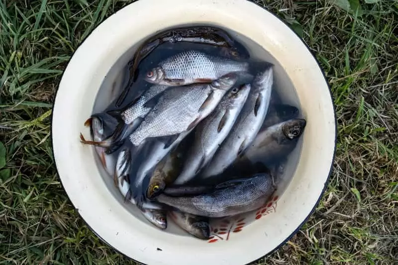 Pescados