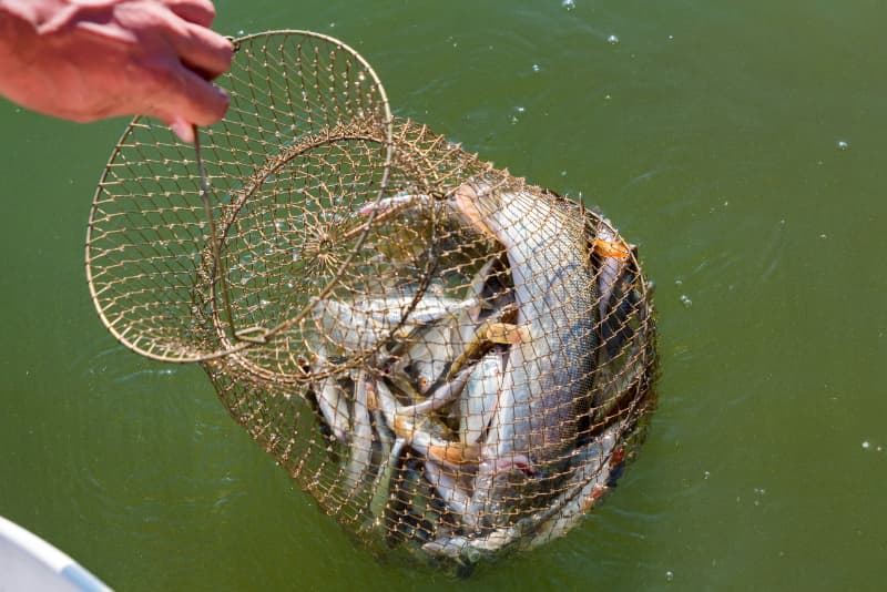 Setor de pescados alerta para impacto de nova tarifa dos EUA nas exportações brasileiras 2 Pescados brasileiros