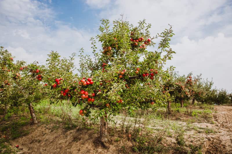 Pesquisa agropecuária em Santa Catarina recebe aporte de mais de R$ 7 milhões 2 Pesquisa agropecuária