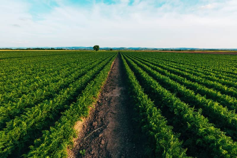 Pesquisa agropecuária em Santa Catarina recebe aporte de mais de R$ 7 milhões 3 Pesquisa em Santa Catarina