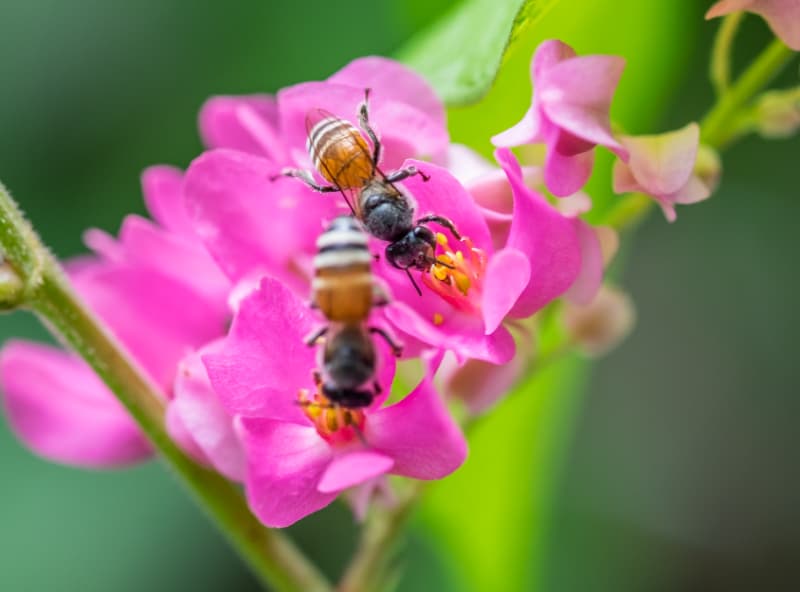 Polinização animal responde por 16% do valor da produção agrícola em 2023 2 Polinização animal