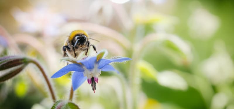 Polinização animal responde por 16% do valor da produção agrícola em 2023 3 Polinização