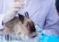 Câmara aprova projeto que proíbe testes com animais em cosméticos e perfumes