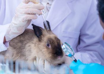 Câmara aprova projeto que proíbe testes com animais em cosméticos e perfumes
