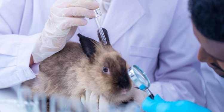 Câmara aprova projeto que proíbe testes com animais em cosméticos e perfumes