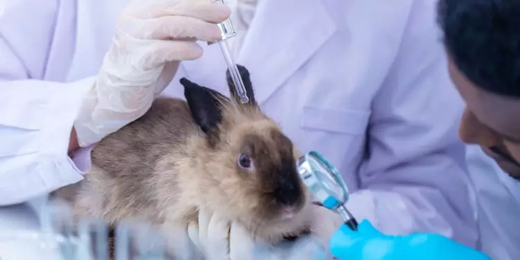 Câmara aprova projeto que proíbe testes com animais em cosméticos e perfumes