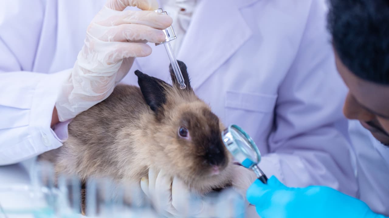 Câmara aprova projeto que proíbe testes com animais em cosméticos e perfumes