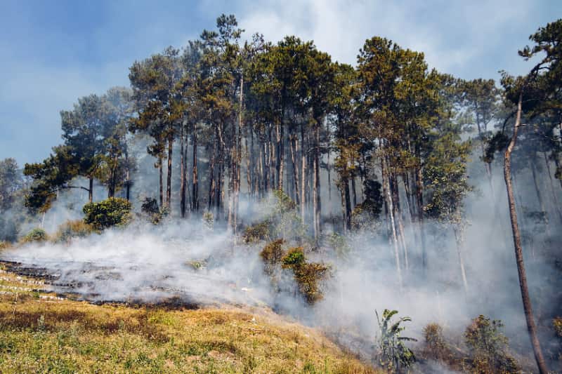 Proibição do uso do fogo entra em vigor para conter incêndios florestais em Goiás 3 Queimadas em vegetação