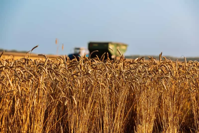 Safra 2024/2025 em Goiás deve crescer 17% e atingir 35,4 milhões de toneladas 3 Sfra 2024/2025