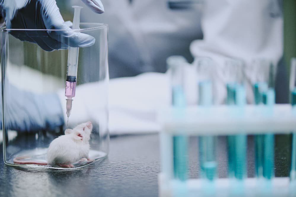 Câmara aprova projeto que proíbe testes com animais em cosméticos e perfumes 3 testes em animais