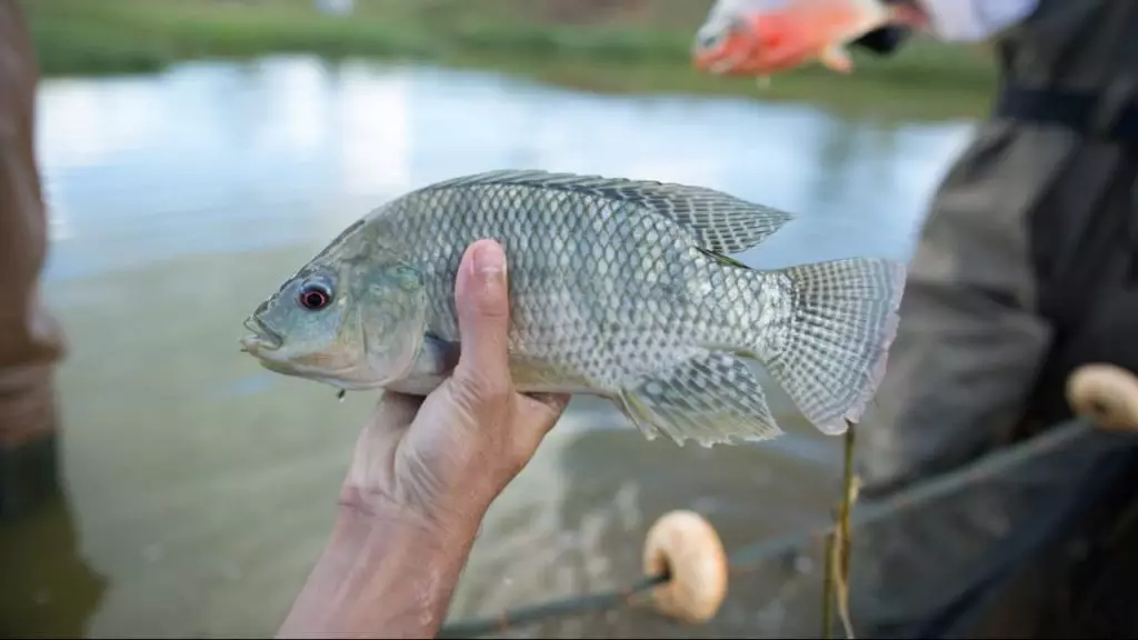 Tilápia passa a integrar Programa de Aquisição de Alimentos em Goiás