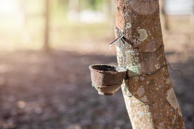 Valor da borracha natural importada recua 4,8% em junho 3 Valor da borracha natural