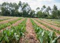 Agosto com clima favorável beneficia desenvolvimento das lavouras, informa Conab