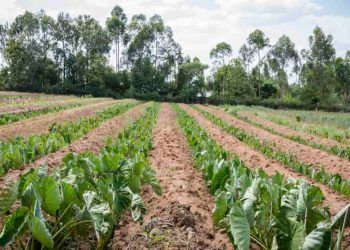 Agosto com clima favorável beneficia desenvolvimento das lavouras, informa Conab