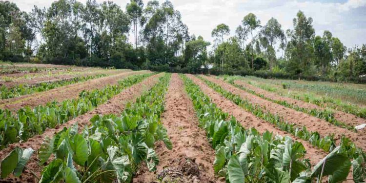 Agosto com clima favorável beneficia desenvolvimento das lavouras, informa Conab