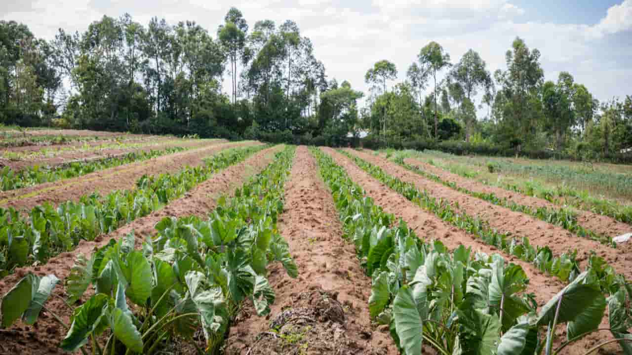 Agosto com clima favorável beneficia desenvolvimento das lavouras, informa Conab