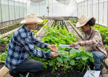 Agricultura familiar receberá R$ 60 milhões em incentivo para produção de bioinsumo