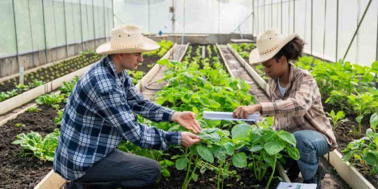 Agricultura familiar receberá R$ 60 milhões em incentivo para produção de bioinsumo