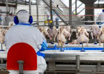 Avicultura impulsiona exportações e cresce em produção no país