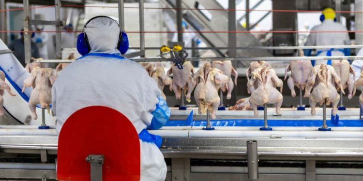 Avicultura impulsiona exportações e cresce em produção no país