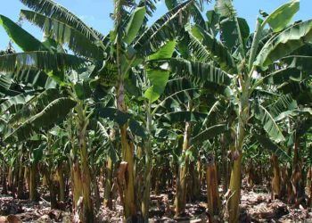 Brasil avança na proteção da bananicultura resistentes à praga mais agressiva do mundo