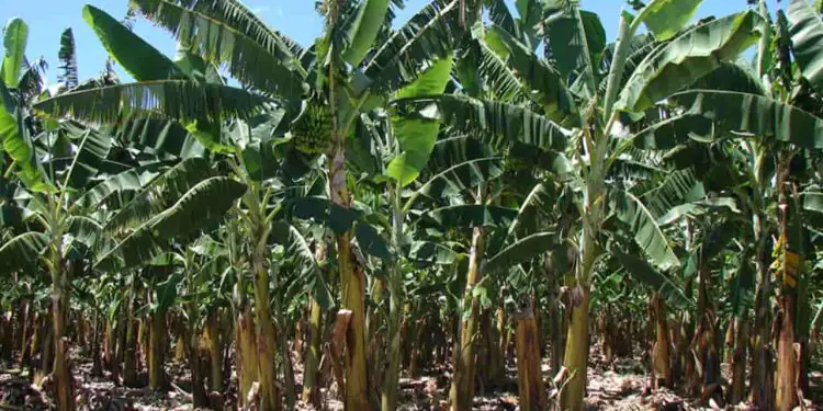 Brasil avança na proteção da bananicultura resistentes à praga mais agressiva do mundo 1 Brasil avança na proteção da bananicultura resistentes à praga mais agressiva do mundo