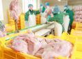 Brasil exporta 399 mil toneladas de carne de frango em julho