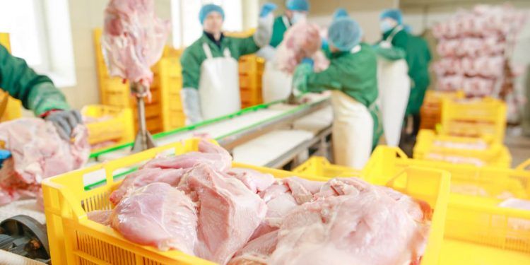 Brasil exporta 399 mil toneladas de carne de frango em julho