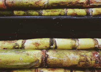 Brasil fecha acordos para vender mudas de cana à Guatemala e gergelim à África do Sul