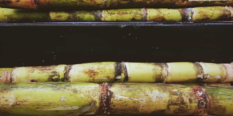 Brasil fecha acordos para vender mudas de cana à Guatemala e gergelim à África do Sul