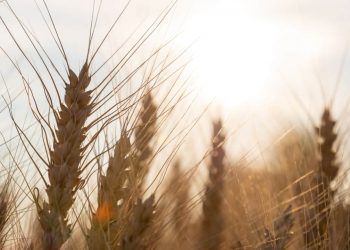 CNI reduz previsão para a indústria e eleva estimativa da agropecuária em 2025