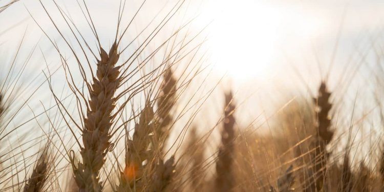 CNI reduz previsão para a indústria e eleva estimativa da agropecuária em 2025