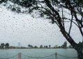 Clima seco e chuva concentrada marcam previsão para esta semana no país