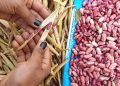 El Niño e La Niña moldam safras de feijão, milho e soja em Goiás e no DF