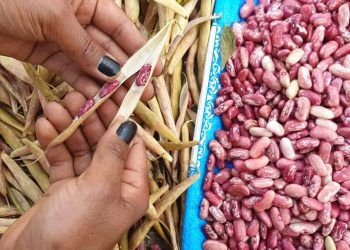 El Niño e La Niña moldam safras de feijão, milho e soja em Goiás e no DF