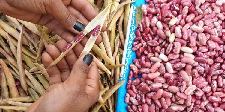 El Niño e La Niña moldam safras de feijão, milho e soja em Goiás e no DF