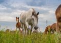 Fiocruz alerta para casos de encefalite equina venezuelana no Amazonas
