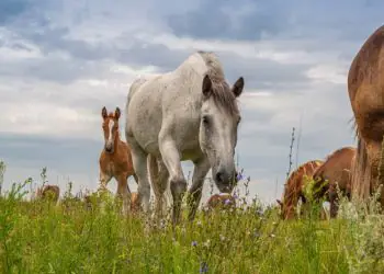 Fiocruz alerta para casos de encefalite equina venezuelana no Amazonas