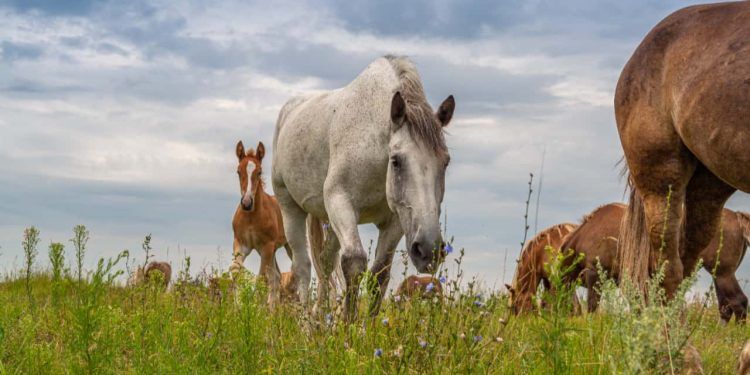 Fiocruz alerta para casos de encefalite equina venezuelana no Amazonas